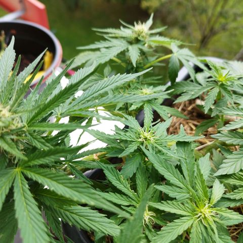 Cookie growlog timeline photo