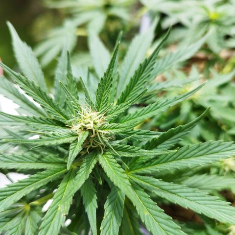 Cookie growlog timeline photo