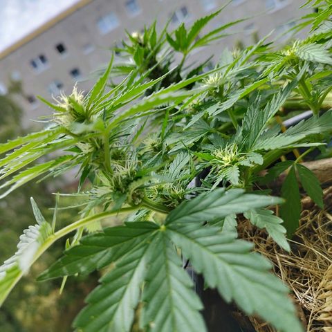 Cookie growlog timeline photo