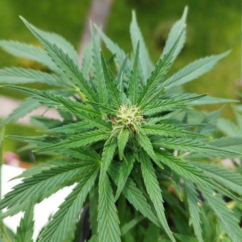 Cookie growlog timeline photo