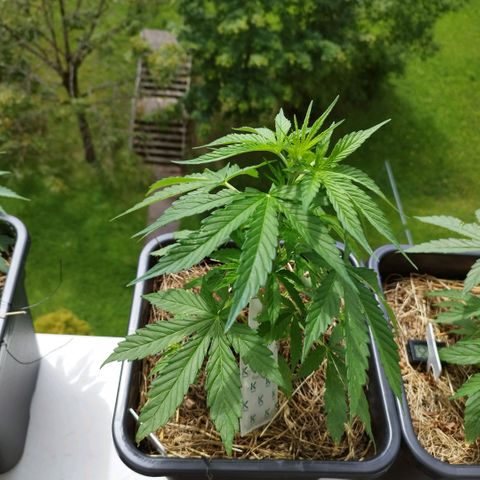 Dreamy growlog timeline photo