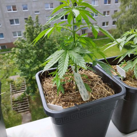Dreamy growlog timeline photo