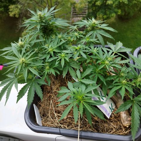 Cookie growlog timeline photo