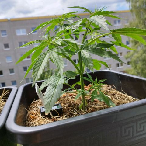 Kriddisch growlog timeline photo