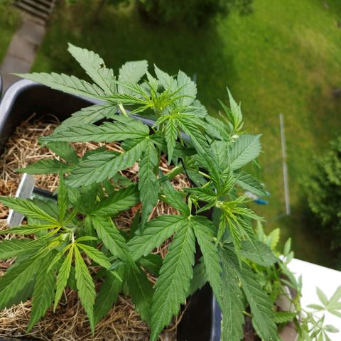 Kriddisch growlog timeline photo