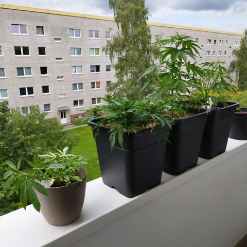 Cookie growlog timeline photo