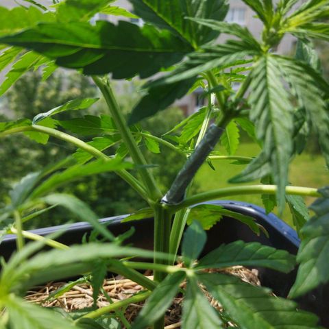 Kriddisch growlog photo: Upsi