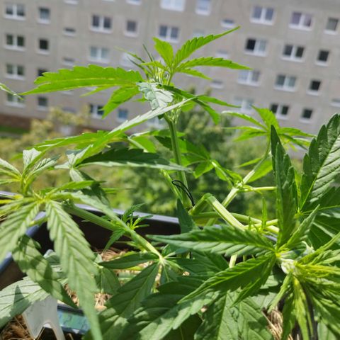 Kriddisch growlog photo: Upsi