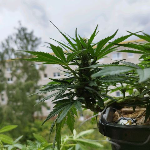 Cookie growlog timeline photo