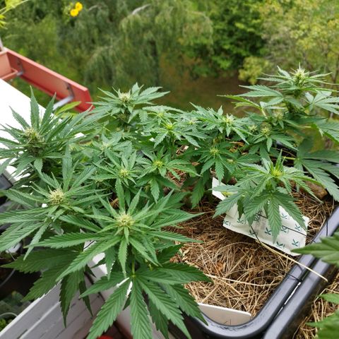 Cookie growlog timeline photo