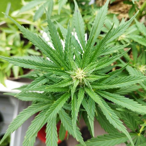 Cookie growlog timeline photo