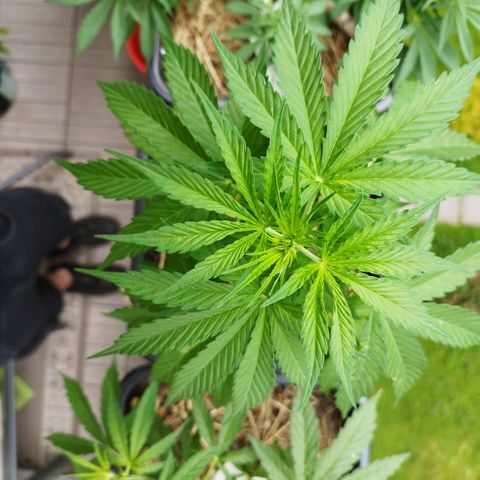 Dreamy growlog timeline photo