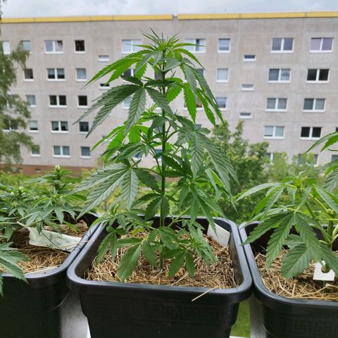 Dreamy growlog timeline photo