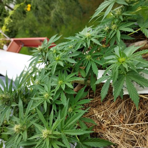 Cookie growlog timeline photo