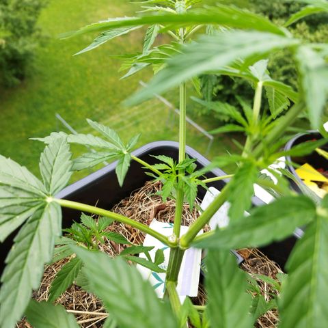 Kriddisch growlog timeline photo