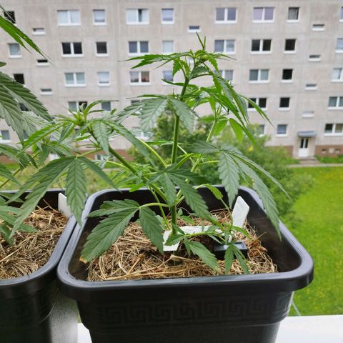 Kriddisch growlog timeline photo