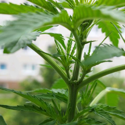 Dreamy growlog photo: Umstellung auf blüte