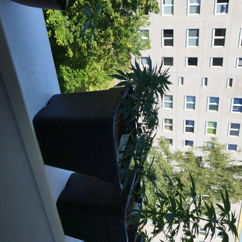 Cookie growlog timeline photo