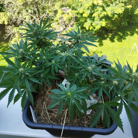 Cookie growlog timeline photo