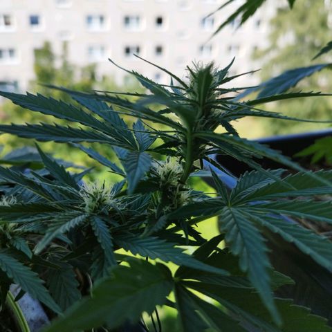 Cookie growlog timeline photo