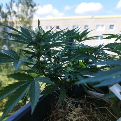 Cookie growlog timeline photo