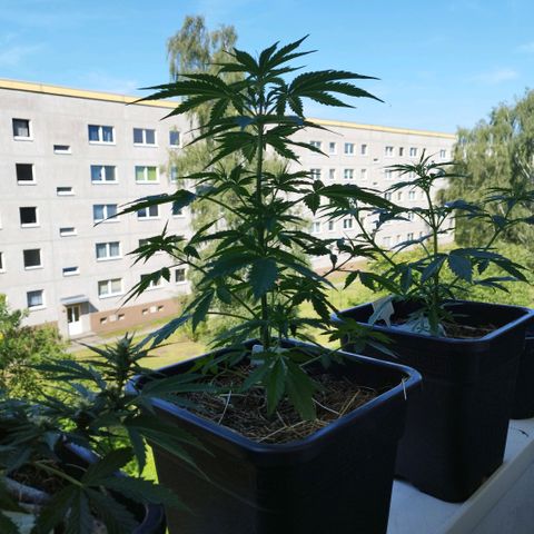 Dreamy growlog timeline photo