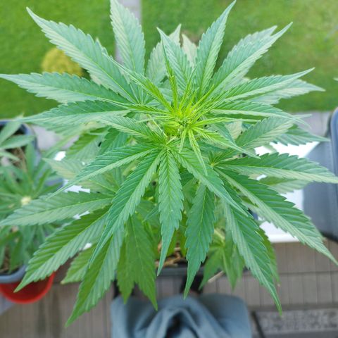 Dreamy growlog timeline photo