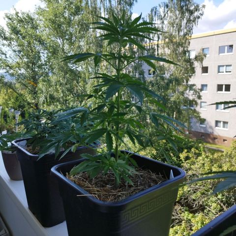 Dreamy growlog timeline photo