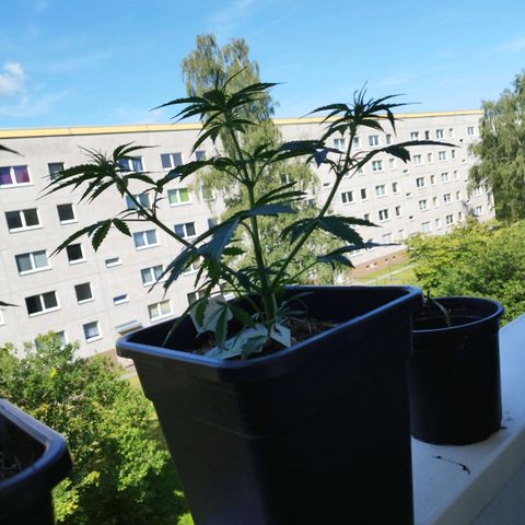 Kriddisch growlog timeline photo