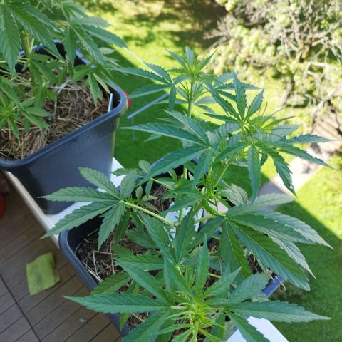 Kriddisch growlog timeline photo