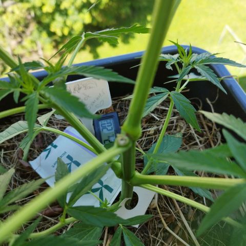 Kriddisch growlog timeline photo