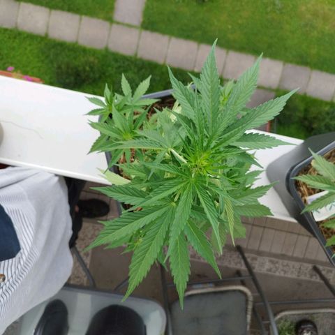 Dreamy growlog timeline photo