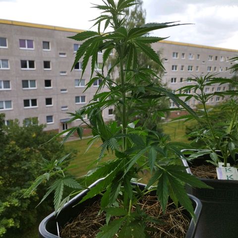 Dreamy growlog photo: Blätter nach unten gefalten