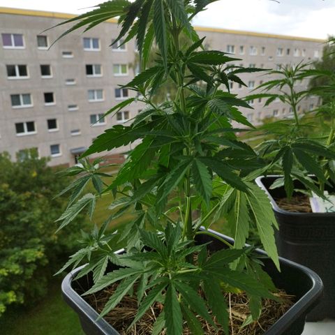 Dreamy growlog timeline photo