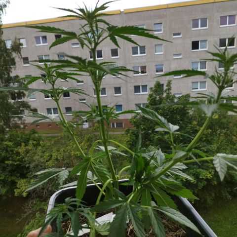 Kriddisch growlog timeline photo