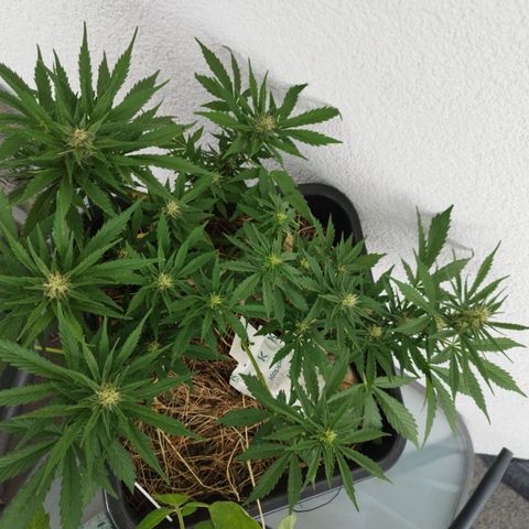 Cookie growlog timeline photo