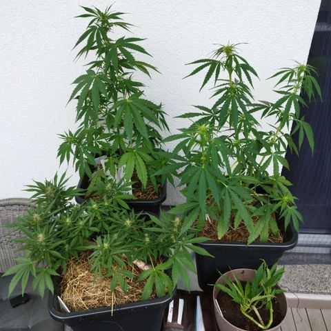 Cookie growlog timeline photo