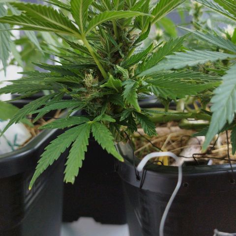 Cookie growlog timeline photo