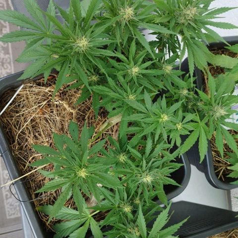Cookie growlog timeline photo