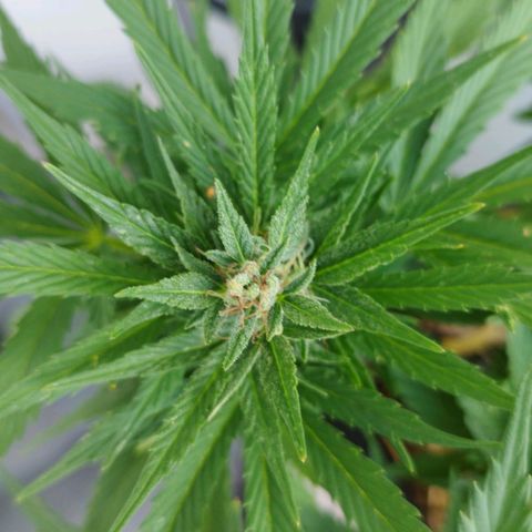 Cookie growlog timeline photo