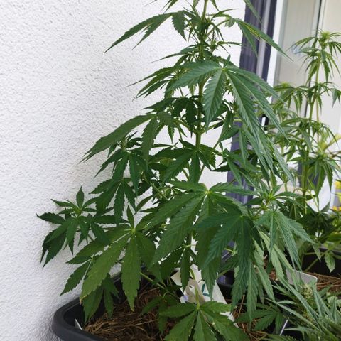 Dreamy growlog timeline photo