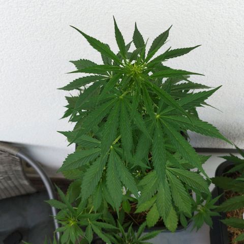 Dreamy growlog timeline photo