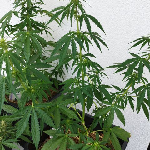 Kriddisch growlog timeline photo