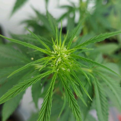 Kriddisch growlog timeline photo