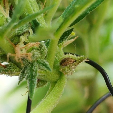 Cookie growlog photo: Müsli..