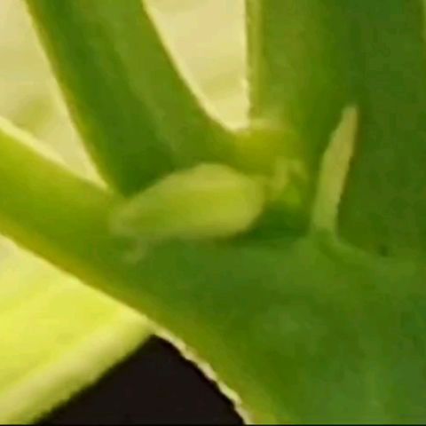 Kriddisch growlog photo: Nur einer und entfernt..