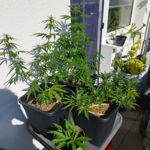 Cookie growlog timeline photo