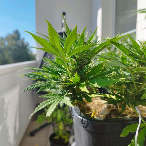 Cookie growlog timeline photo