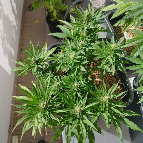 Cookie growlog timeline photo