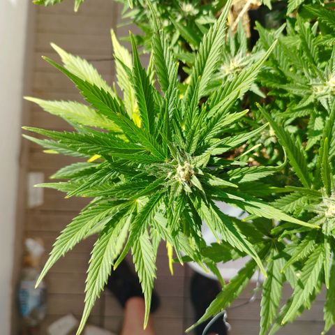 Cookie growlog timeline photo